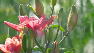 Yağmur altında pembe Lily çiçek