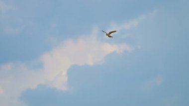 Gökyüzü arka planında Uçan Küçük Kerkenez