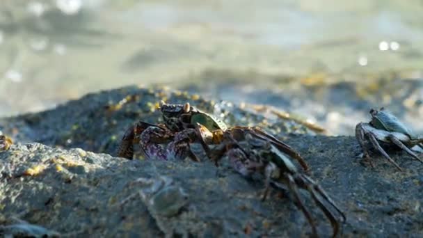 Krabi na skále na pláži — Stock video