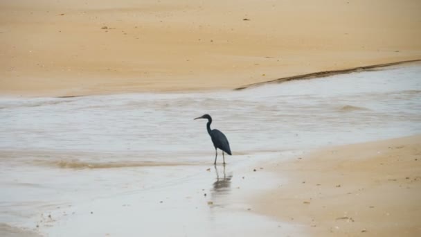 Pacific reef heron hunts for fish — Stock Video