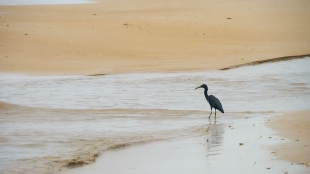 Pazifischer Riffreiher jagt nach Fischen — Stockvideo