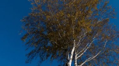 gökyüzü yaprak sararma ile sonbahar ağaçlar