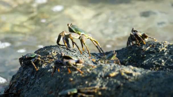 Krabbe auf dem Felsen am Strand — Stockvideo