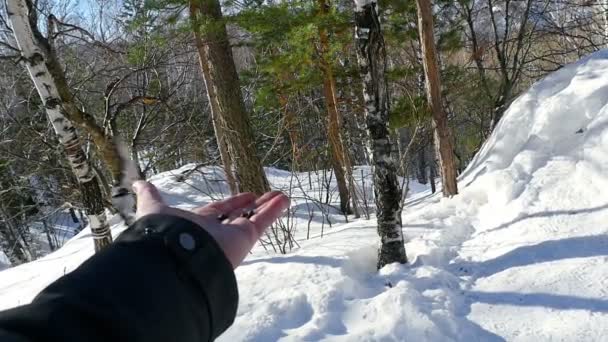 Zangvogels mans hand eten zaden — Stockvideo