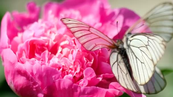 Mariposa blanca veteada negra — Vídeos de Stock