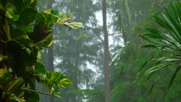 Τροπικό downpour, αργή κίνηση — Αρχείο Βίντεο