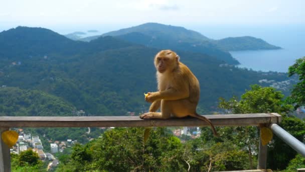 Phuket tepe üzerinde makak — Stok video