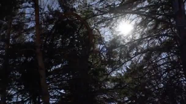 Le soleil brille dans la canopée des arbres — Video