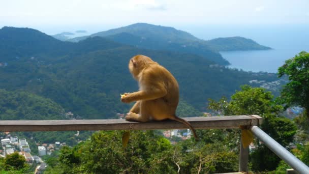 Macaque sur la colline de Phuket — Video