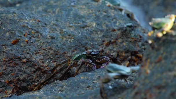 Granchi sulla roccia in spiaggia — Video Stock