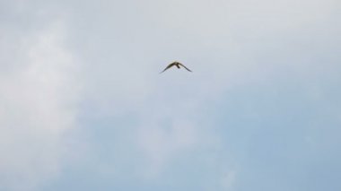 Gökyüzü arka planında Uçan Küçük Kerkenez