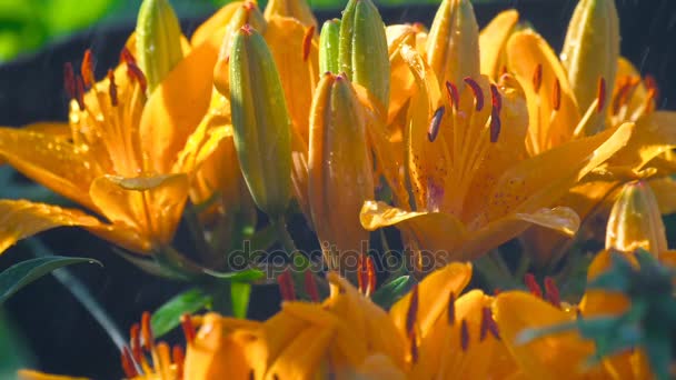 Petals of orange lily under rain — Stock Video