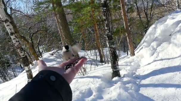 Птах у руці чоловіка їсть насіння — стокове відео