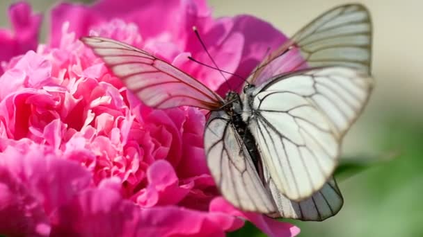 Чорний білий метелик — стокове відео
