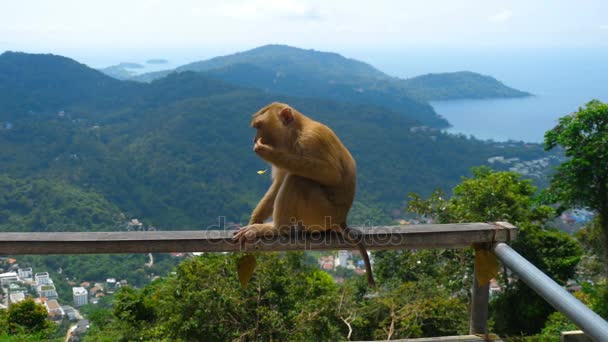 Macaque on hill of Phuket — Stock Video