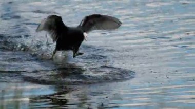 Yaban ördeği saldırısı