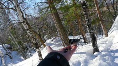 Kuş mans el tohum yiyecek