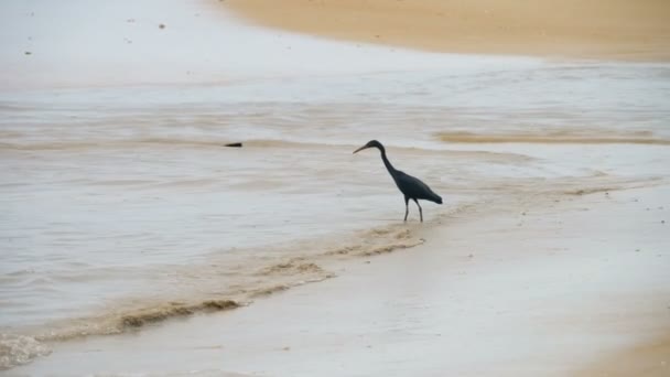 Stillahavsrev heron jakter för fisk — Stockvideo