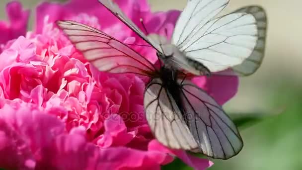 Schwarzer Aderweißer Schmetterling — Stockvideo