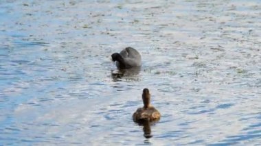 Yaban ördeği saldırısı