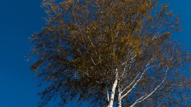 Осенние деревья с желтыми листьями на небе — стоковое видео