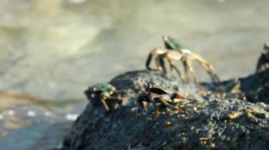 Sahilde rock üzerinde Yengeç