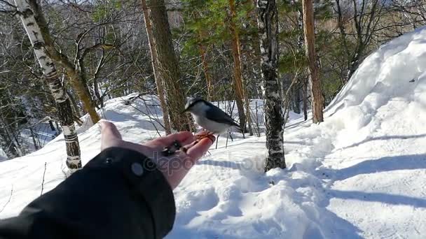 Pássaro na mão do homem comer sementes — Vídeo de Stock