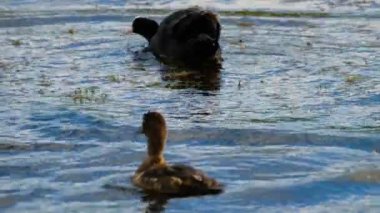 Yaban ördeği saldırısı