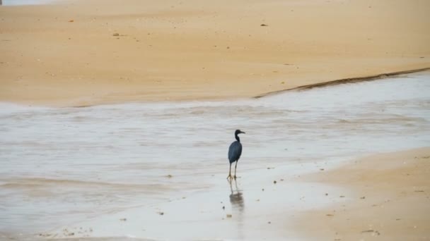 Pacífico recife garça caça para peixes — Vídeo de Stock