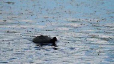 Yaban ördeği saldırısı