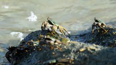 Sahilde rock üzerinde Yengeç