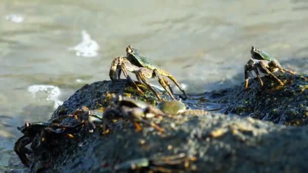 Kraby na skale na plaży — Wideo stockowe