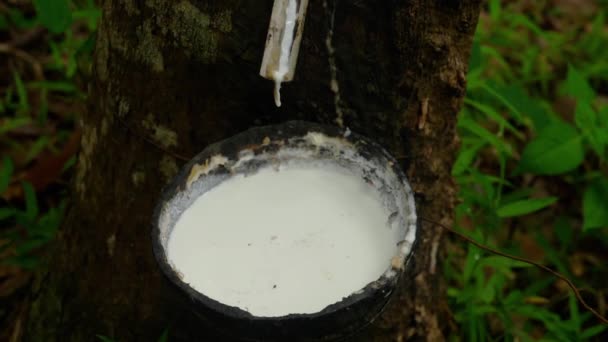 Milky latex extracted from rubber tree — Stock Video