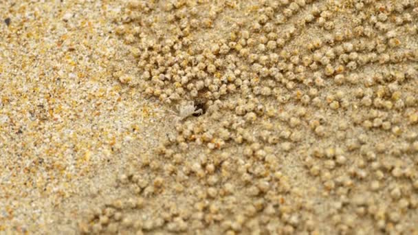 Pequeño cangrejo fantasma haciendo bola de arena — Vídeo de stock