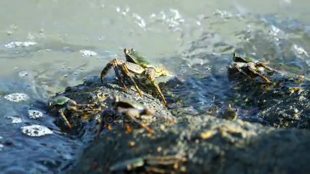 Krabbor på sten vid stranden — Stockvideo