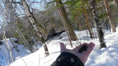 Kuş mans el tohum yiyecek