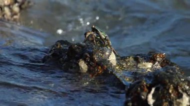 Sahildeki kayadaki yengeç