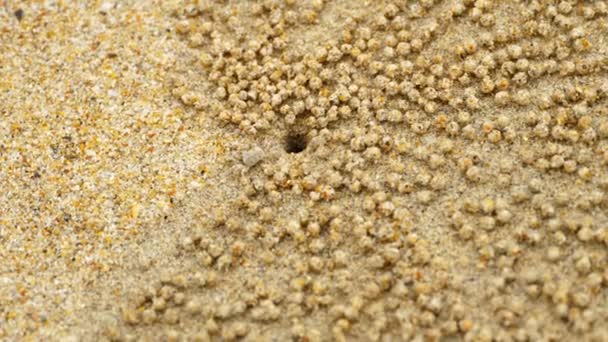 Small ghost crab making sand ball — Stock Video