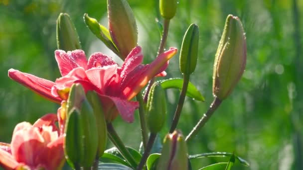 Rosa flor de lirio bajo la lluvia — Vídeo de stock