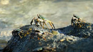 Sahilde rock üzerinde Yengeç