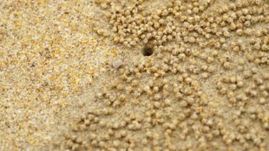 Küçük Hayalet Yengeç kum top yapma