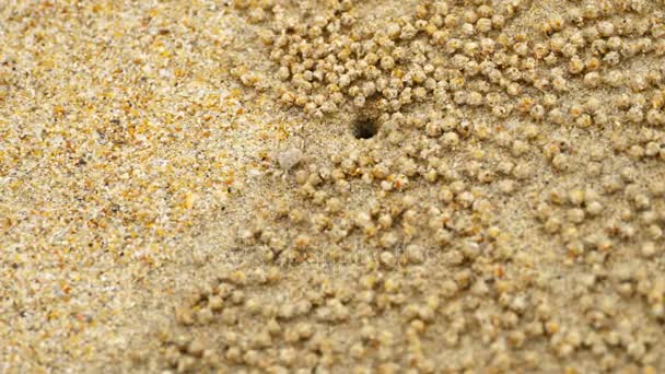 Pequeño cangrejo fantasma haciendo bola de arena — Vídeos de Stock