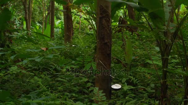 Lattice di gomma estratto da albero di gomma — Video Stock