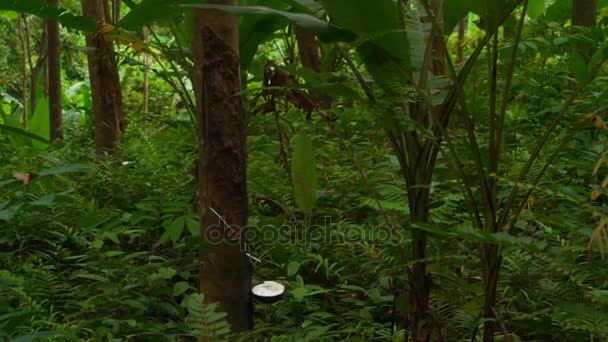 Látex de goma extraído del árbol de caucho — Vídeos de Stock