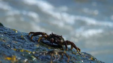Sahilde rock üzerinde Yengeç