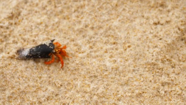 Tiny hermit crab on beach — Stock Video