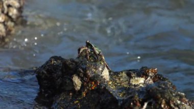 Sahildeki kayadaki yengeç