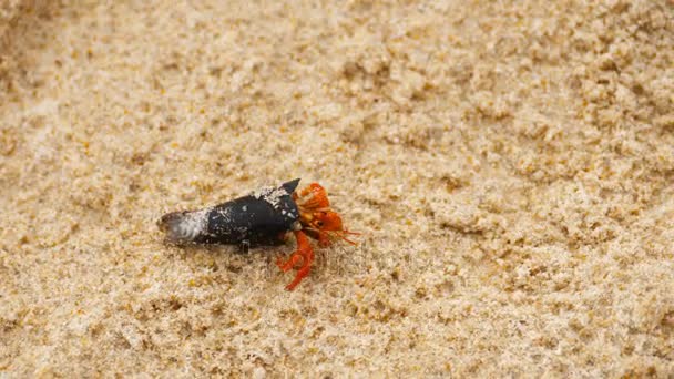 海滩上的小寄居蟹 — 图库视频影像