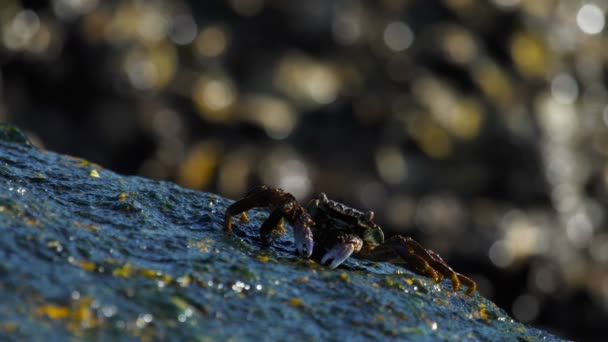 Crabs on the rock at the beach — Stock Video