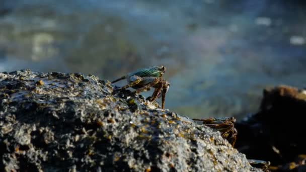 Caranguejo na rocha na praia — Vídeo de Stock